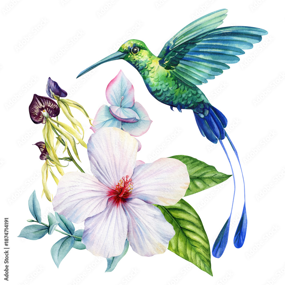 Fototapeta premium Hummingbird with Hibiscus, Orchid Watercolor Tropical Floral Illustration Green Blue Bird Botanical Art on White Background