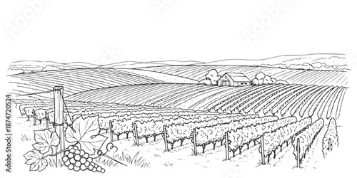 Hand draw vineyard tuscany landscape farm field in monochrome sketch style. Vintage panoramic vector illustration.

