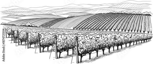 Hand draw vineyard tuscany landscape farm field in monochrome sketch style. Vintage panoramic vector illustration.

