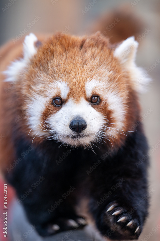 Fototapeta premium Red Panda Walking Toward Camera with Shallow Depth of Field