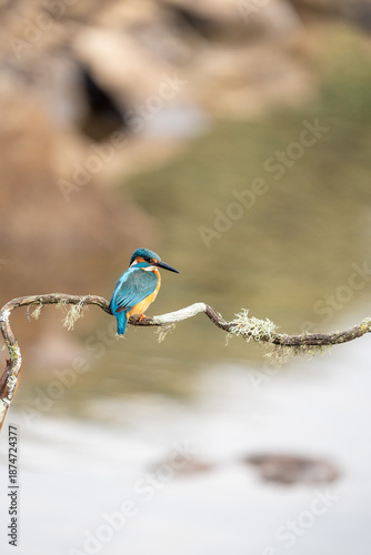 Cuadro en lienzo Common kingfisher (Alcedo atthis) photographed in Spain