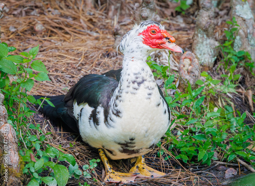 Canvastavla Muscovy Duck waddling in the grass next to a pond in Rome Georgia
