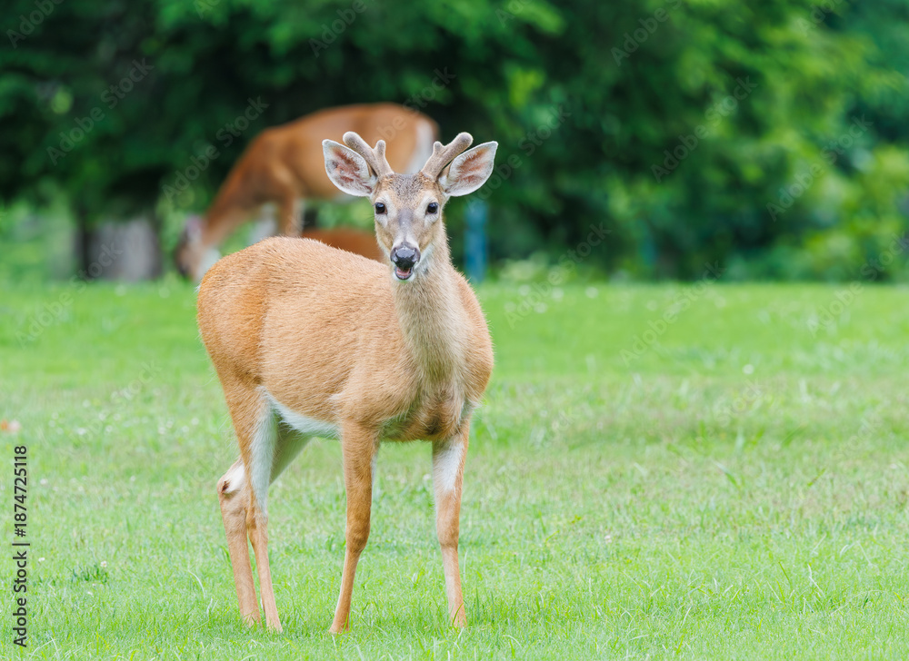Obraz premium White tailed deer herd grazing in the grass in wildlife sanctuary in Rome Georgia.