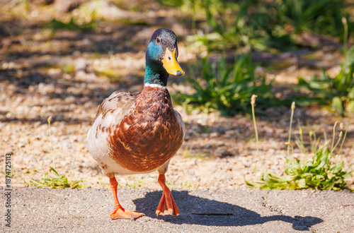 Photography Mallard Duck walking along a pond in Rome Georgia.