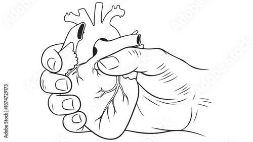 Detailed medical illustration of a hand holding a human heart for cardiac health awareness and cardiology professional insurance business marketing assets.