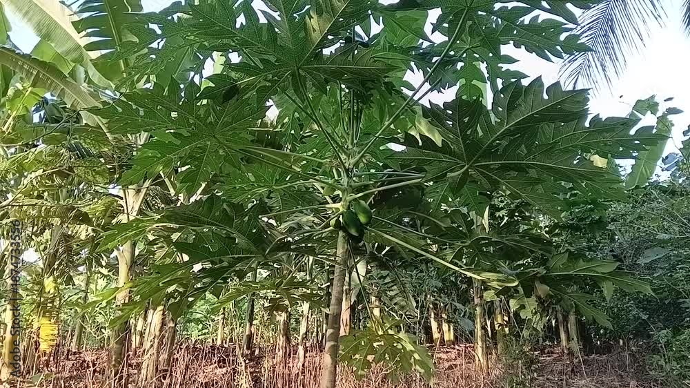 black magic taro plant Black Magic Elephant Ear ( Colocasia esculenta ' Black Magic ' ) main image 0