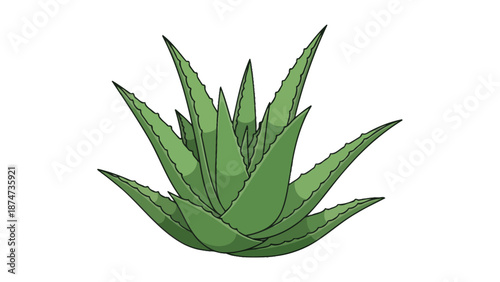 Aloe Vera Plant Illustration, Green Succulent