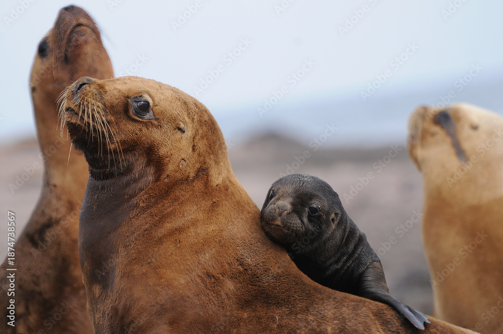 Fototapeta premium Lobo marino hembra y cria.