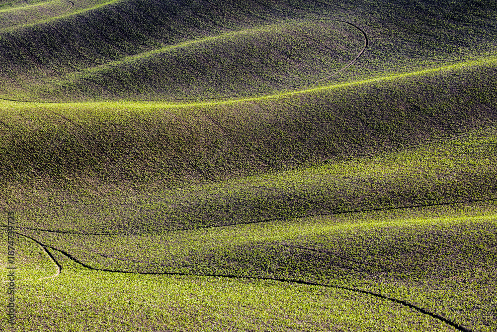 Fototapeta premium A scenic view of the undulating green hills and agricultural fields of the Val d'Orcia region in Tuscany, captured during the late afternoon light.