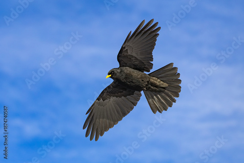 Foto The Alpine chough (Pyrrhocorax graculus) with black plumage and a yellow beak so