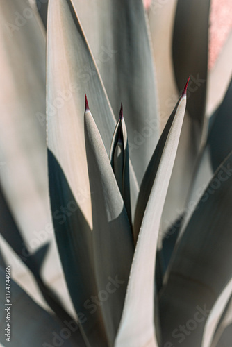 Succulent Botanical in Natural Light with Contrast Shadows and Shallow Depth of Field in Soft Neutral Shades of Green and Teal.