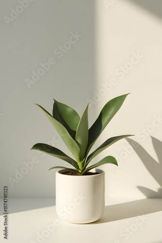 Modern Minimalist Plant Composition