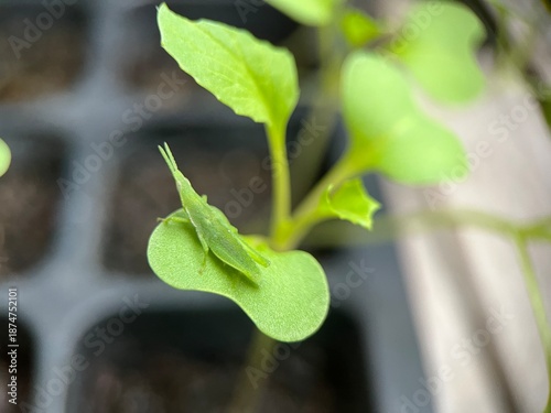 small grasshopper on green seedling leaf