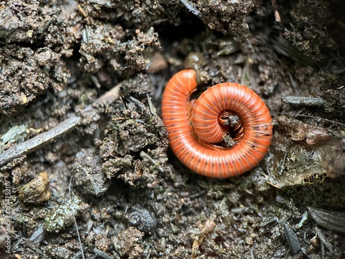 close up of millipede curled in soil