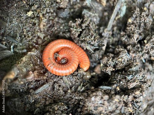 close up of millipede curled in soil