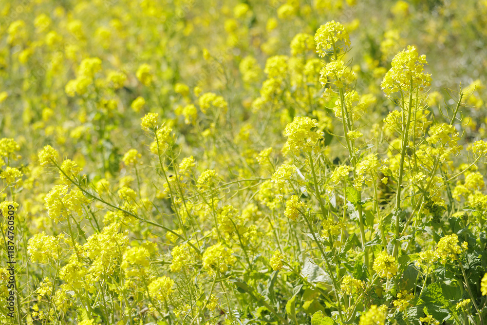 Obraz premium 菜の花