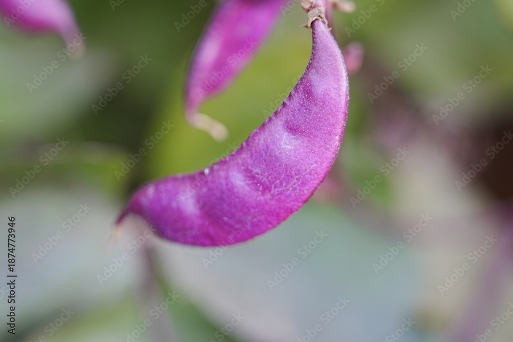 Obraz premium Purple beans grow naturally outdoors