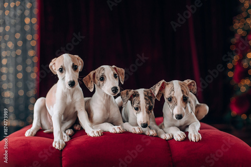 Whippet puppy litter christmas dark background
