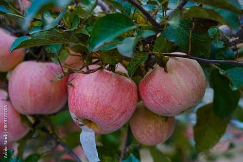Close up of a red apple