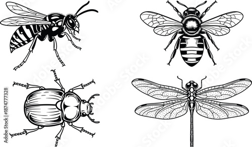 “Detailed black and white vector illustration set featuring wasp, honey bee, beetle, and dragonfly with intricate linework, natural insect designs, and decorative elements”