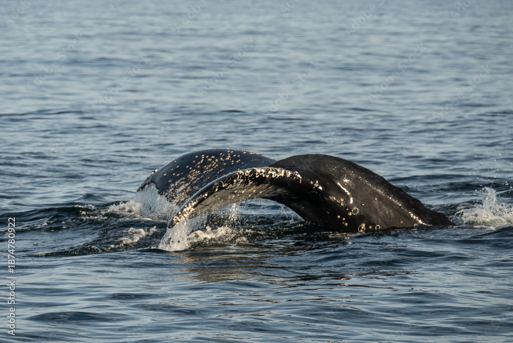 Obraz premium Humpback Whale Tail Rises Above Water Before Diving