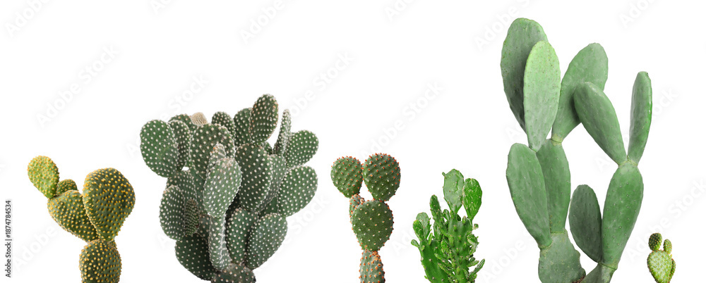 Obraz premium Opuntia cactus plants isolated on white, collection