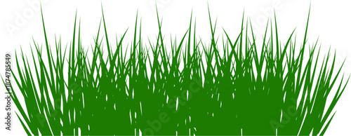 green grass border. vector illustration. green grass on white background. Realistic green long grass tufts isolated on white background. Fresh spring lawn bushes for summer meadow, nature border 