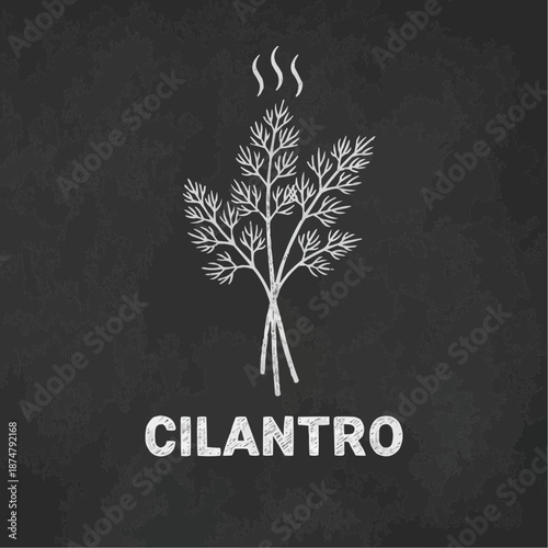 Cilantro herb illustration on a black background with copy space
