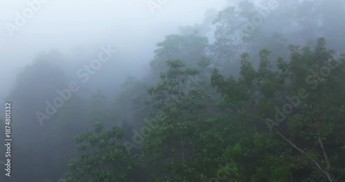 Aerial View of a Wild River Flowing Through Lush Tropical Rainforest in Morning Fog, Sinharaja, Sri Lanka