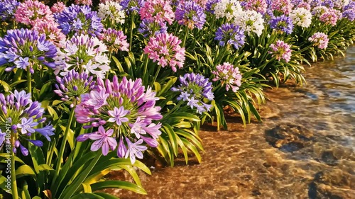 Agapanthus Flowers Blooming Beside Calm Water, Close Up