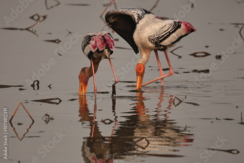 painted stork
