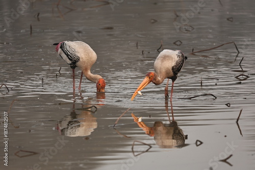 painted stork