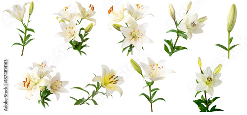 Photos elegant studio photograph capturing a diverse collection of white lily flowers in various stages of bloom, with green foliage