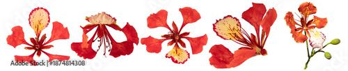 Foto vibrant red poinciana flowers, beautifully photographed and isolated on a dark background, highlighting their striking tropical beauty