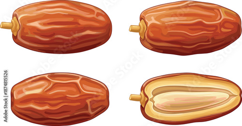 Fresh sweet dried date palm fruits set with whole and halved pieces isolated on white background flat vector illustration for Ramadan healthy snack and desert concept.