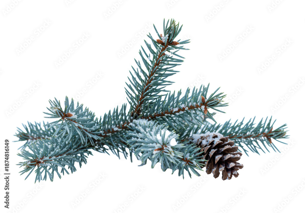 Obraz premium ultra-detailed studio macro shot of a blue spruce branch covered in rime frost and snow, featuring a pine cone, isolated on a high-key white background with ample copy space, elegant christmas