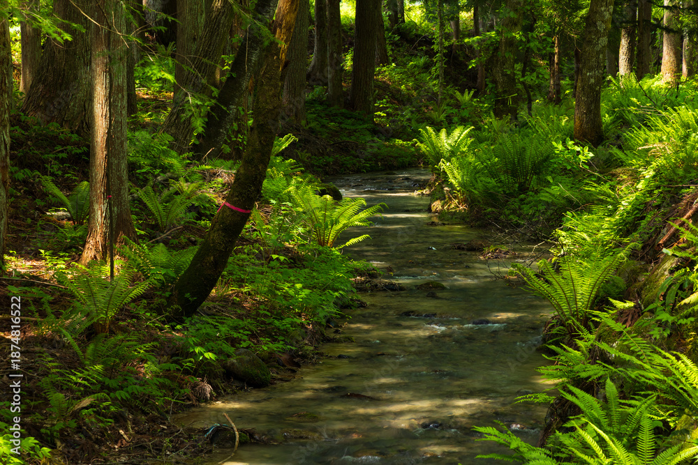 Fototapeta premium 日本の風景・初夏 長野県白馬村 新緑の木流川散策路