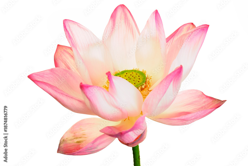 Fototapeta premium Beautiful Pink Flower with White Petals and Vibrant Green Center