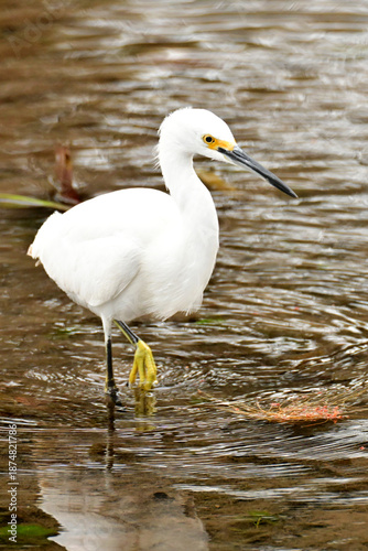 Snowy white egret in water
