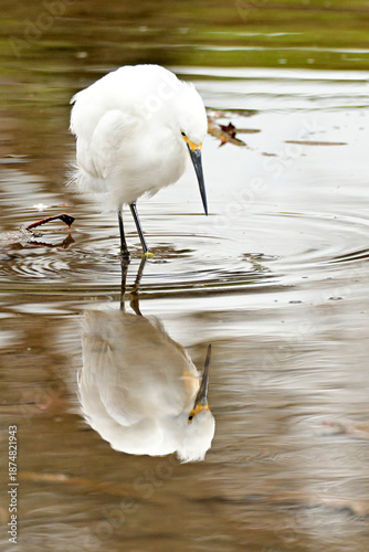 snowy egret in water