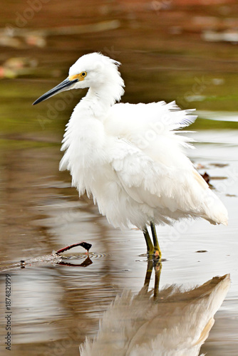 snowy egret in the water