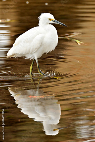 snowy egret in the water