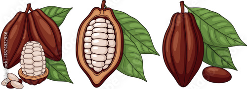 Professional cacao pod collection featuring whole fruit halved section with beans and foliage isolated on white background vector illustration for dark chocolate industry and culinary.