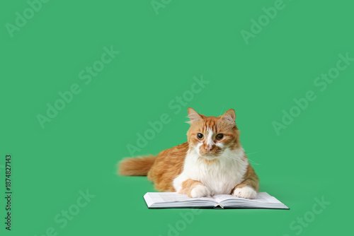 Cute cat with book lying on...