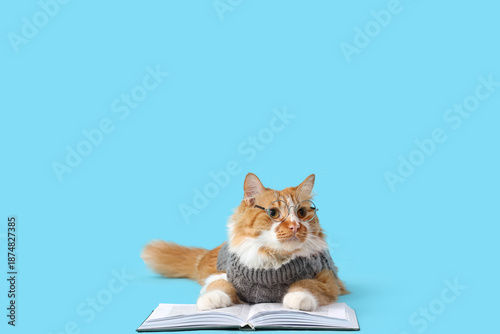 Cute cat in sweater with ey...