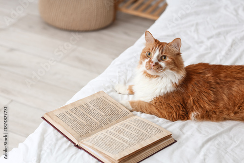 Cute cat with book lying on...