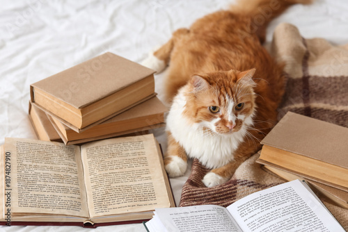 Cute cat with books lying o...
