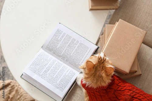 Cute cat in sweater with bo...