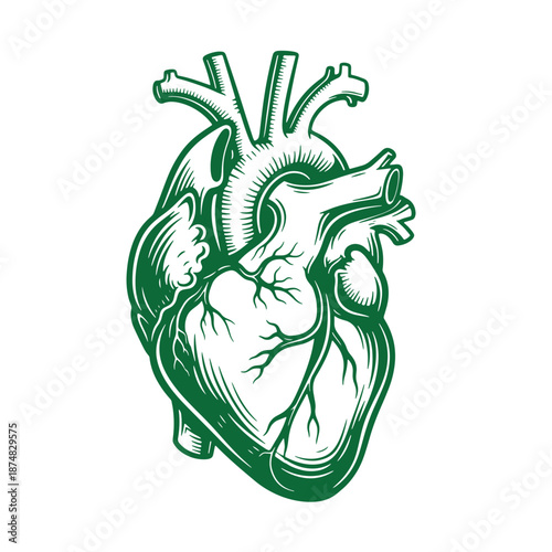 Green human heart anatomy illustration with detailed veins and arteries in a medical drawing style isolated on white background