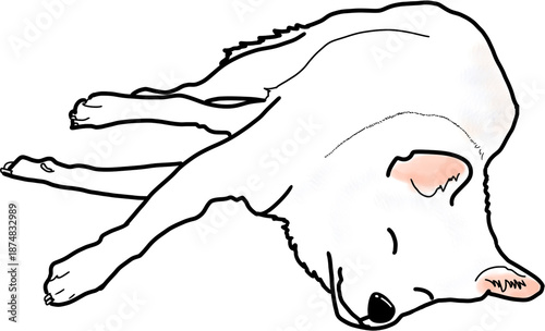 한군 토종 진돗개 진도개 